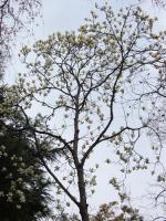 DSCF1728