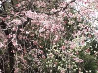 DSCF1729